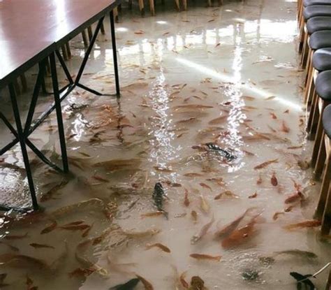 床墊放地板 養魚隻數